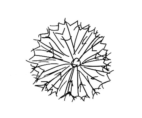 各种花瓣的简单画法