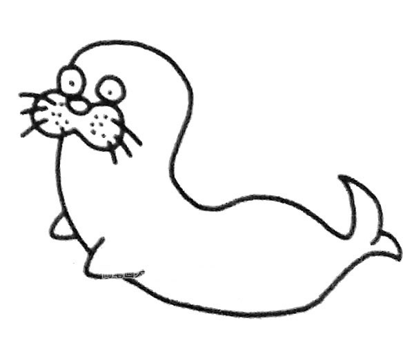 6款可爱的海狮简笔画图片