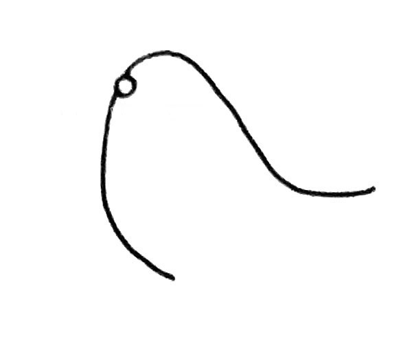 学画海狮简笔画步骤图解