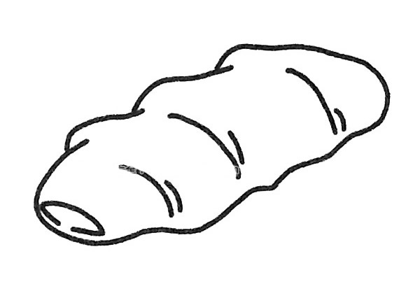 生姜简笔画图片
