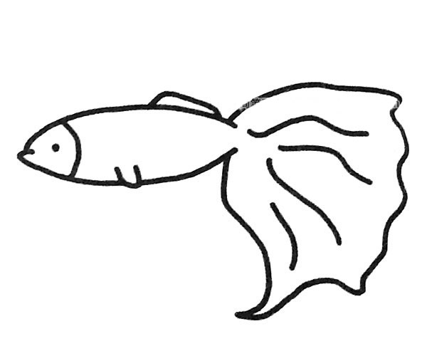 孔雀鱼简笔画图片3