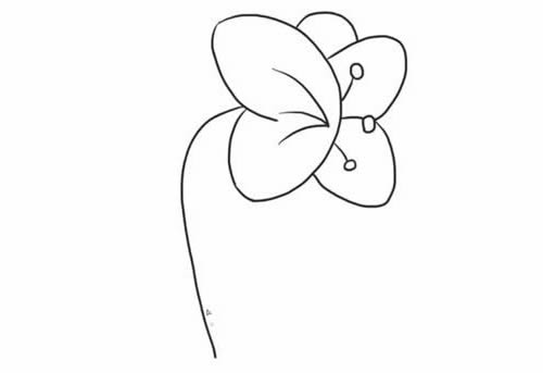蝴蝶兰简笔画