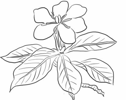 栀子花简笔画步骤教程