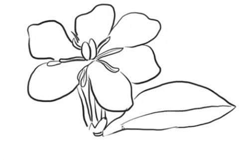 栀子花简笔画步骤教程