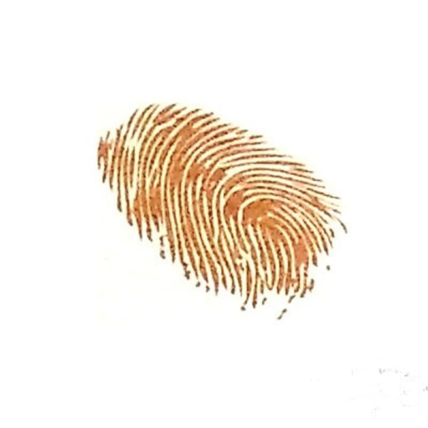 莲藕手指印画教程 我们来玩手指印画