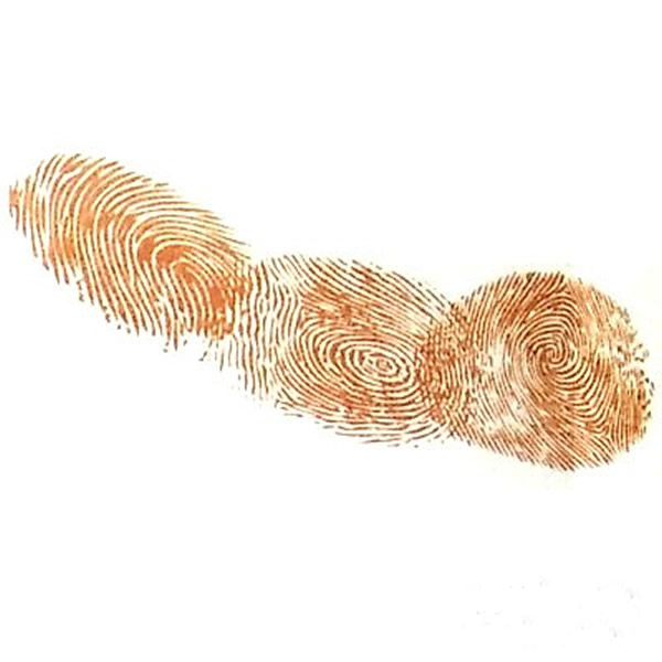 莲藕指印画