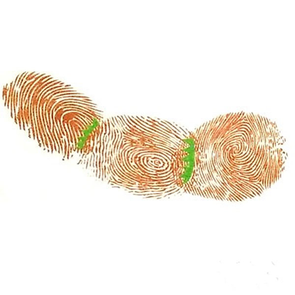 莲藕指印画