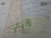 手绘小昆虫螳螂彩铅画作品