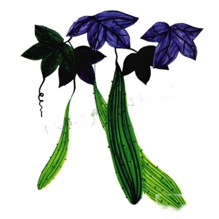 植物水彩画入门基础教程_黄瓜的画法步骤