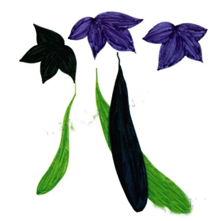 植物水彩画入门基础教程_黄瓜的画法步骤