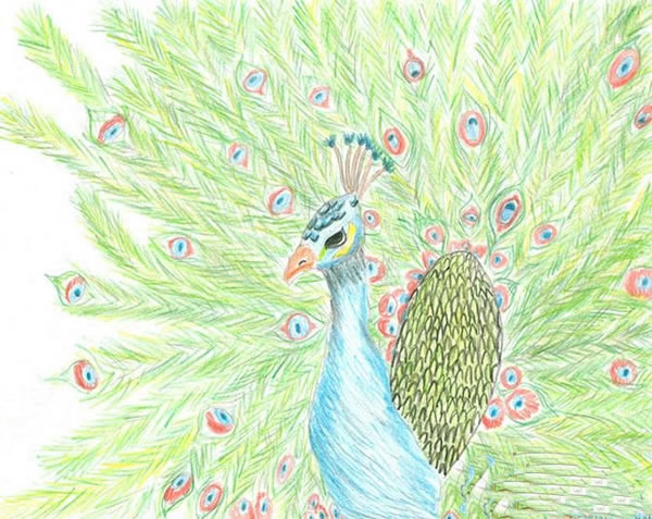 绿孔雀儿童彩色铅笔画作品_彩铅画孔雀的画法