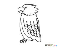 老鹰简笔画图片