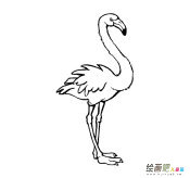 火烈鸟简笔画图片