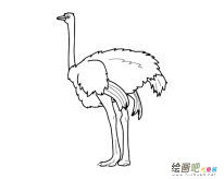 鸵鸟简笔画图片