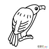 秃鹰动物简笔画步骤图片大全