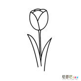 郁金香植物花简笔画步骤图片大全