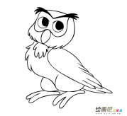 猫头鹰动物简笔画步骤图片大全