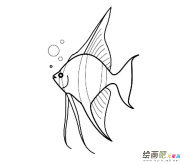 热带鱼动物简笔画步骤图片大全