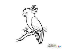 鹦鹉动物简笔画步骤图片大全二