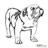 沙皮狗动物简笔画步骤图片大全