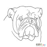 沙皮狗头像动物简笔画步骤图片大全