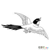 喜鹊动物简笔画图片大全