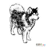 哈士奇狗狗简笔画图片
