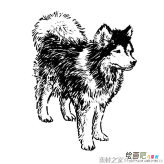 哈士奇狗简笔画图片