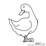 家禽鸭子简笔画图片