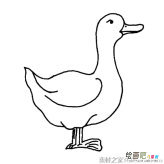 家禽鸭子简笔画图片