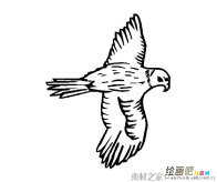 老鹰展翅简笔画图片