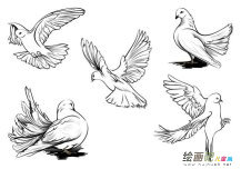 一群和平鸽简笔画图片
