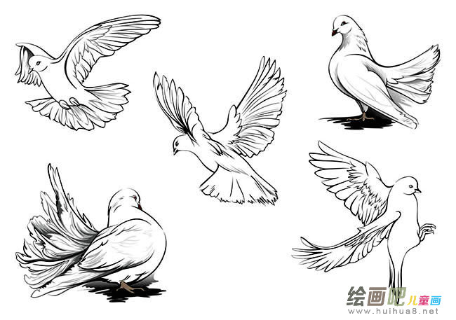 一群和平鸽简笔画图片