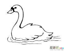 游泳的白天鹅简笔画图片