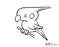 鹦鹉鸟简笔画图片