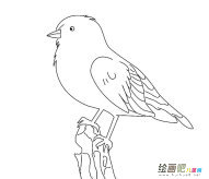 小山雀简笔画图片