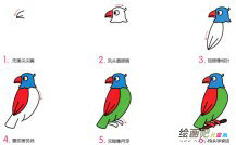 小鹦鹉动物简笔画步骤图片大全