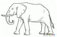 大象动物简笔画步骤图片大全