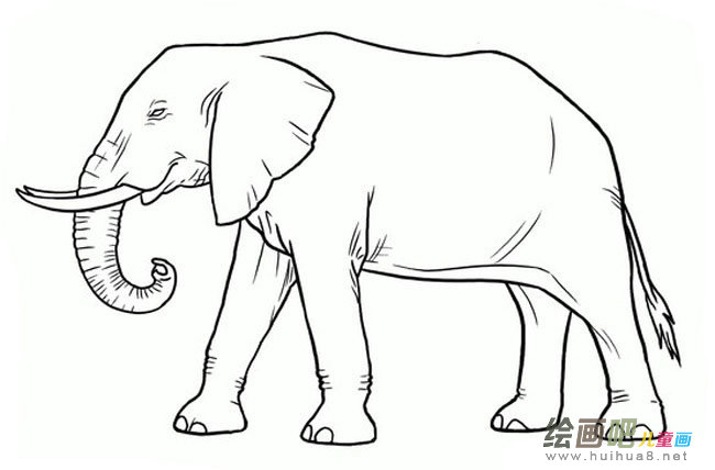 大象动物简笔画步骤图片大全