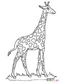 长颈鹿动物简笔画步骤图片大全