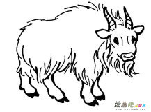 牦牛动物简笔画步骤图片大全