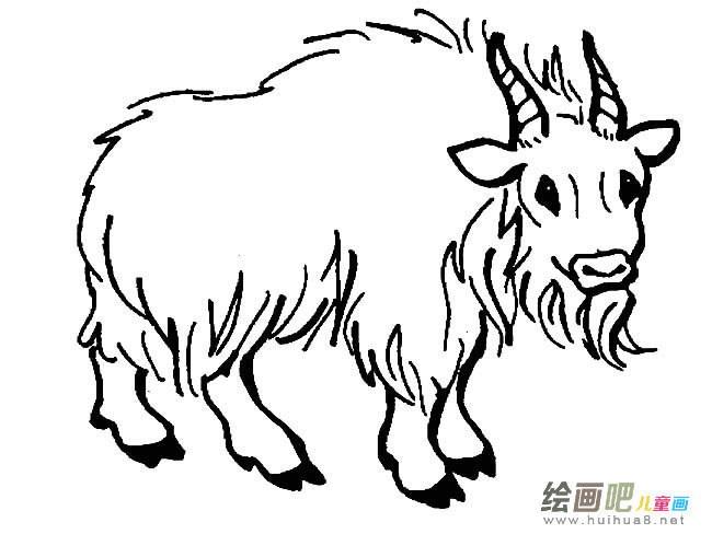 牦牛动物简笔画步骤图片大全