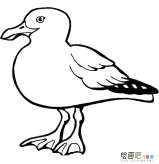 海鸥动物简笔画步骤图片大全