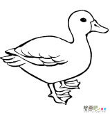 鸭子动物简笔画步骤图片大全三