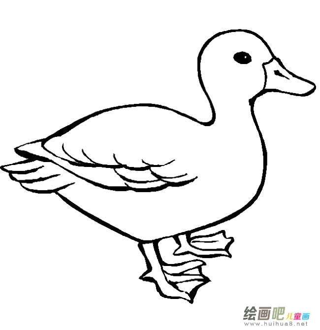 鸭子动物简笔画步骤图片大全三