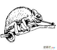 变色龙动物简笔画步骤图片大全二