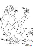 猴子动物简笔画步骤图片大全