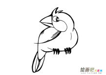 鹦鹉动物简笔画步骤图片大全三