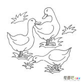 三只鸭子动物简笔画步骤图片大全