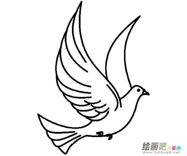 和平鸽动物简笔画步骤图片大全